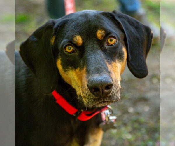 Medium Photo #5 Coonhound-Unknown Mix Puppy For Sale in Canton, CT, USA