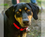 Small #4 Coonhound Mix