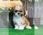 Small #4 Shih Tzu