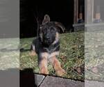 Small Photo #4 German Shepherd Dog Puppy For Sale in INDIANAPOLIS, IN, USA