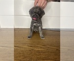 Puppy Puppy 1 Cane Corso
