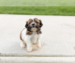 Small #5 Shih Tzu