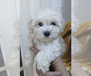 Coton de Tulear-Maltipoo Mix Puppy for sale in LENOIR, NC, USA