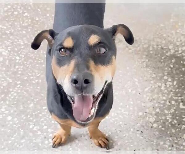 Medium Photo #1 Miniature Pinscher-Unknown Mix Puppy For Sale in Houston, TX, USA