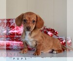 Small #2 Dachshund