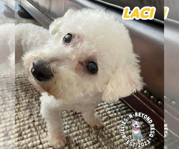 Medium Photo #4 Bichon Frise Puppy For Sale in Omaha, NE, USA