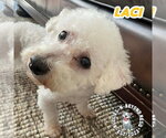 Small #3 Bichon Frise