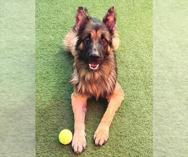 Medium Photo #1 German Shepherd Dog Puppy For Sale in Sacramento, CA, USA