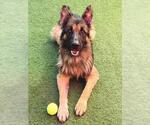 *RUBUES HAGRID - Male German Shepherd Dog Dog for Adoption - Small photo