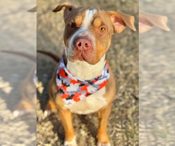 Medium Photo #4 American Pit Bull Terrier Puppy For Sale in Great Bend, KS, USA