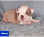 Small Photo #20 Boston Terrier Puppy For Sale in POMEROY, OH, USA
