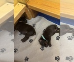 Small Photo #47 Doberman Pinscher Puppy For Sale in MACOMB TOWNSHIP, MI, USA