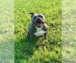 Small Photo #13 American Bully Puppy For Sale in NIXA, MO, USA