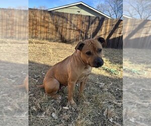 Black Mouth Cur-Unknown Mix Dogs for adoption in Fort Collins, CO, USA