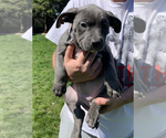 Small Photo #7 American Bully Puppy For Sale in Etobicoke, Ontario, Canada
