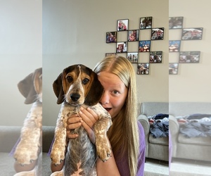 Beagle Puppy for sale in FENTON, MI, USA