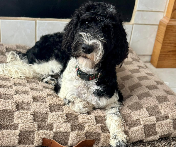 Medium Photo #1 Labradoodle Puppy For Sale in SAFFORD, AZ, USA