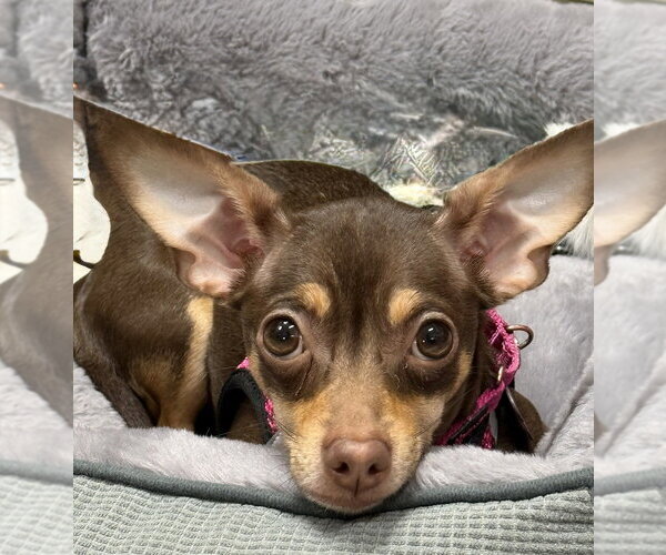 Medium Photo #2 Chihuahua Puppy For Sale in Mundelein, IL, USA