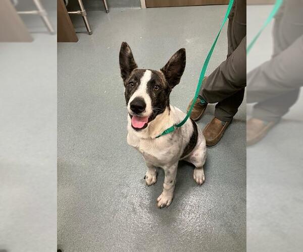 Medium Photo #1 Bull Terrier-Unknown Mix Puppy For Sale in Baytown, TX, USA