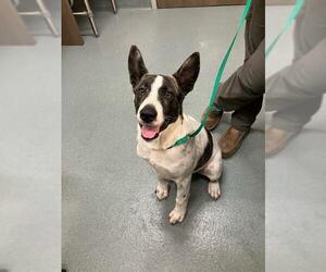 Bull Terrier-Unknown Mix Dogs for adoption in Baytown, TX, USA