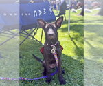 Small #12 German Shepherd Dog