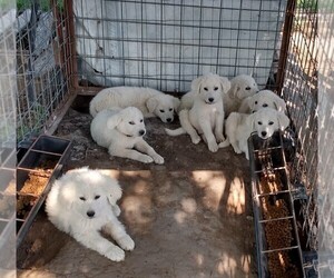 Great Pyrenees Puppy for Sale in AGRA, Oklahoma USA