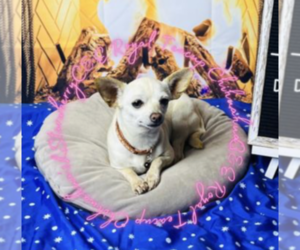Mother of the Chihuahua puppies born on 11/21/2024