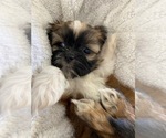 Small Photo #6 Shih Tzu Puppy For Sale in GILBERT, AZ, USA