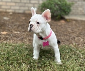 French Bulldog Puppy for sale in LAWRENCEVILLE, GA, USA