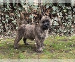 Small #8 Cairn Terrier