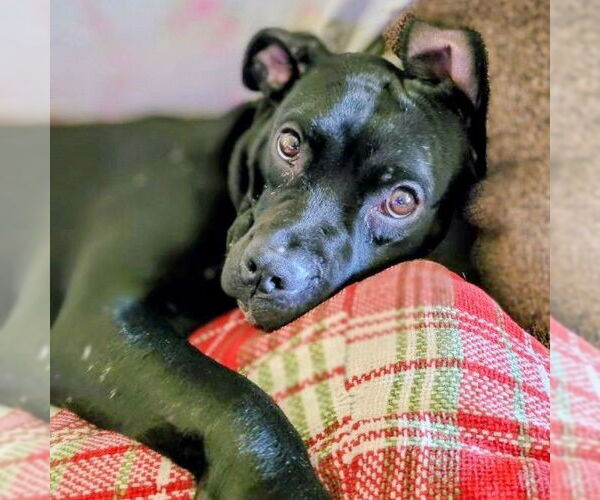Medium Photo #5 Labrador Retriever-Unknown Mix Puppy For Sale in columbia, SC, USA