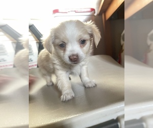 Papillon Puppy for sale in MONTEREY PARK, CA, USA
