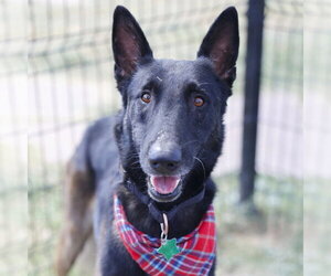 Mutt Dogs for adoption in San Antonio, TX, USA