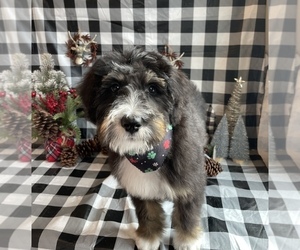 Bernedoodle Puppy for sale in LINO LAKES, MN, USA