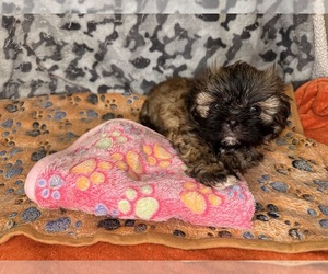 Shih Tzu Puppy for sale in RALEIGH, NC, USA
