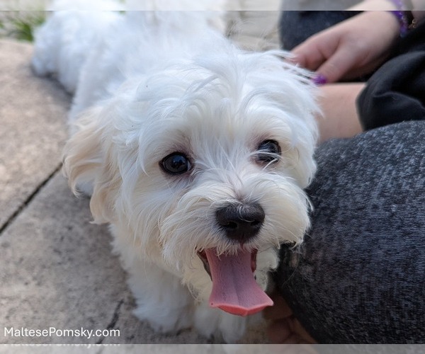 Medium Photo #10 Maltese Puppy For Sale in OCALA, FL, USA