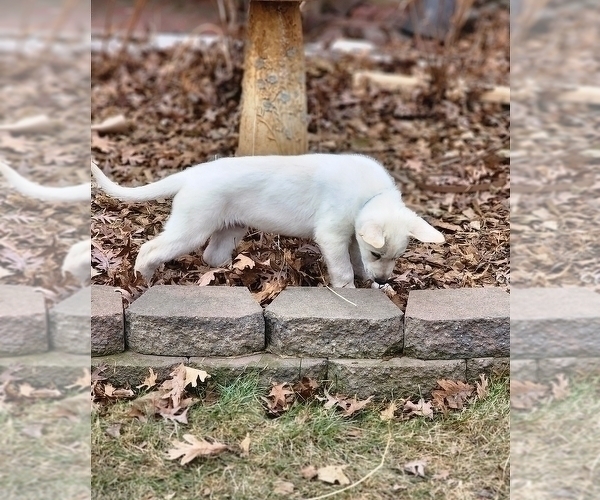 Medium Photo #6 German Shepherd Dog-Siberian Husky Mix Puppy For Sale in BETHEL, MN, USA