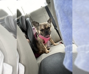 French Bulldog Puppy for sale in NEWTON, NJ, USA