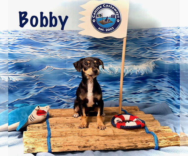 Medium Photo #7 Rat Terrier Puppy For Sale in Arcadia, FL, USA