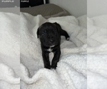 Small Photo #20 Cane Corso Puppy For Sale in TRACY, CA, USA