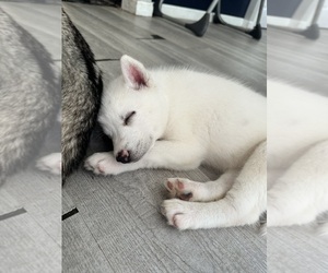 Siberian Husky Puppy for sale in BEDFORD, NH, USA