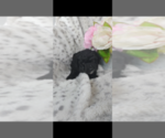 Small Photo #8 Pembroke Welsh Corgi-Poodle (Miniature) Mix Puppy For Sale in LEBANON, MO, USA