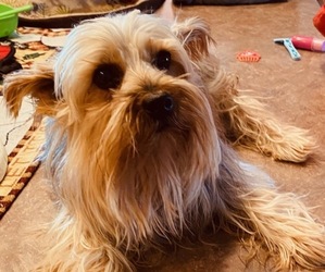 Father of the Yorkshire Terrier puppies born on 05/30/2025