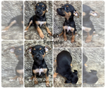 Small #10 Rat Terrier