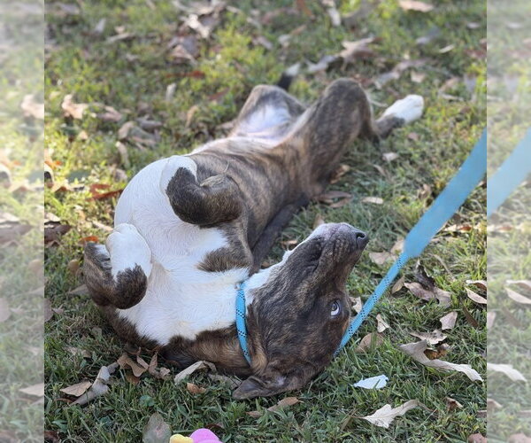 Medium Photo #3 Labrador Retriever Puppy For Sale in Yardley, PA, USA