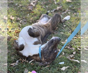 Marshall - Male Labrador Retriever Dog for Adoption - Photo #3