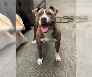 Mutt Dogs for adoption in Peoria, IL, USA