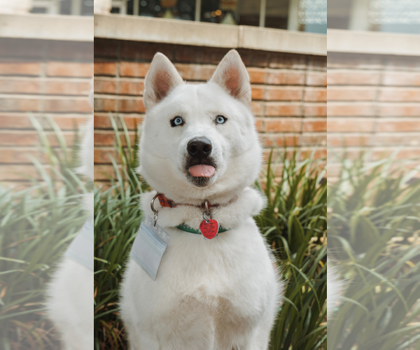 Medium Photo #3 Siberian Husky Puppy For Sale in Carrollton, TX, USA