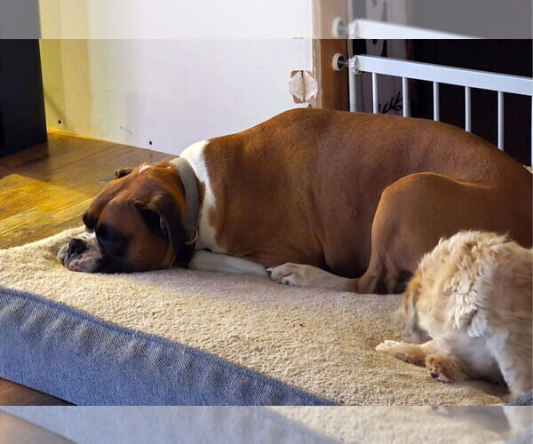 Medium Photo #2 Boxer Puppy For Sale in Austin, TX, USA