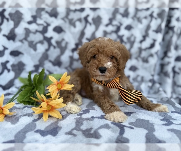 Medium Photo #2 Cavapoo (Miniature) Puppy For Sale in LAKELAND, FL, USA